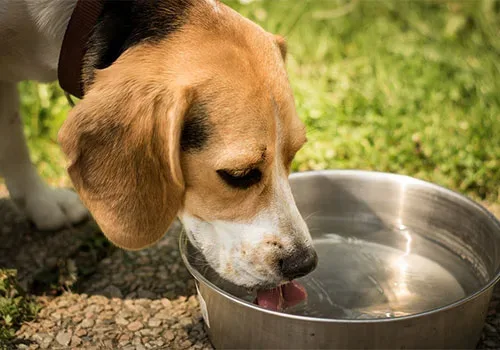 Perro bebe agua